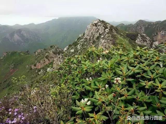 新澳门一肖一码精准资料公开,兰州出发2h达！这条网红公路，草原、峡谷、雪山，每一公里都美！  第29张